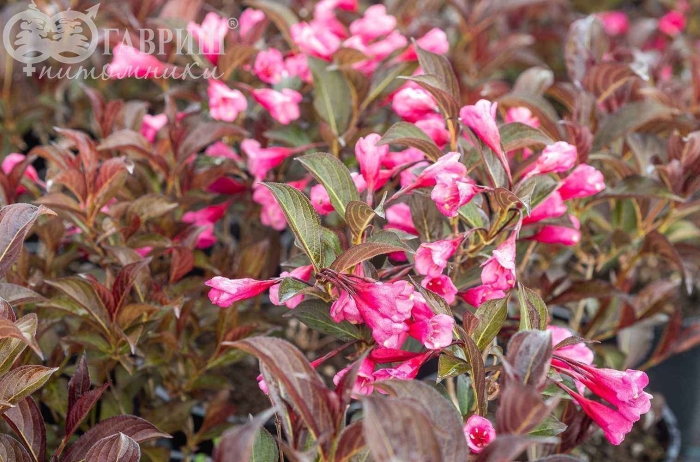 Вейгела румба