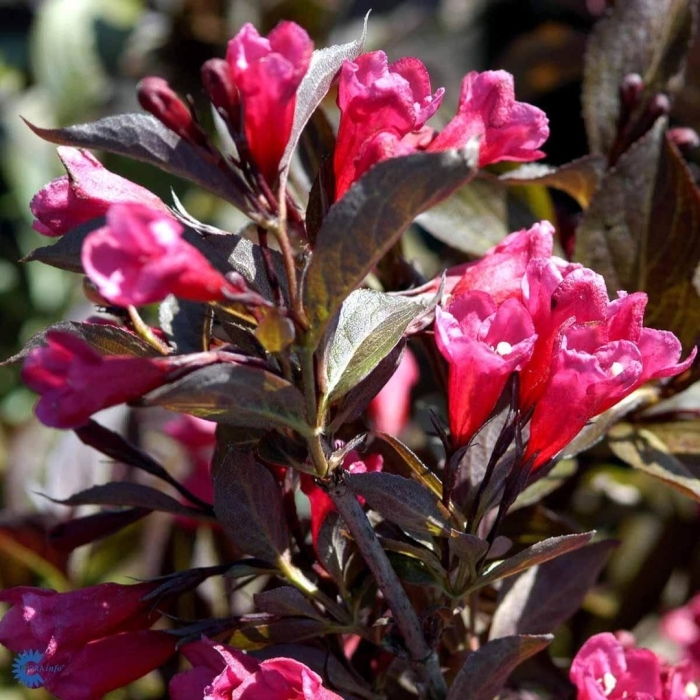 Вейгела александра