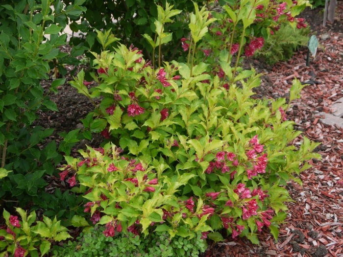 Вейгела ева ратке куст