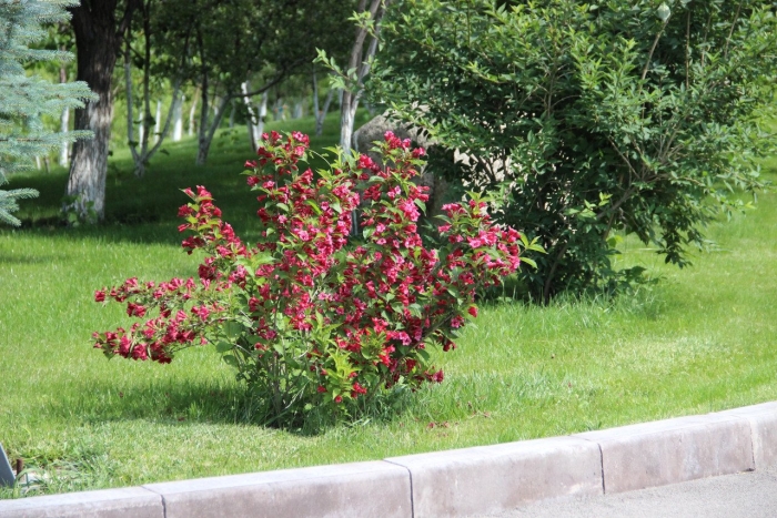 Вейгела цветущая александра