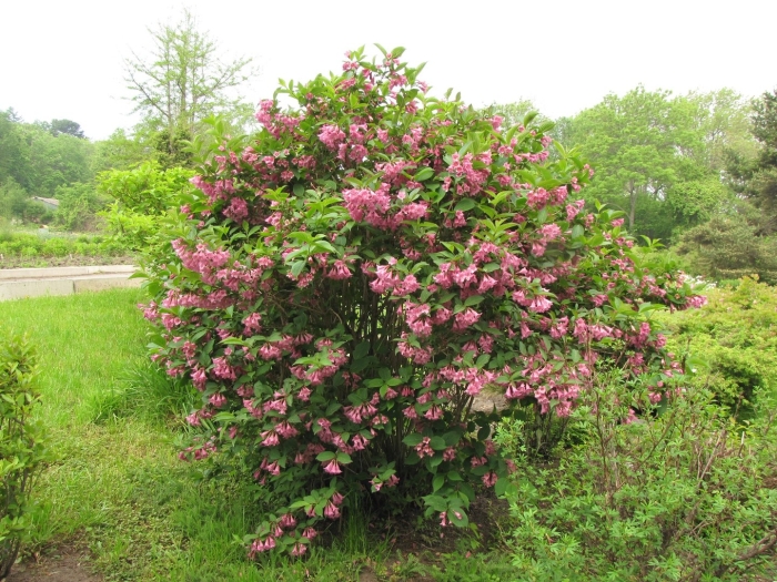 Вейгела цветущая миддендорфа