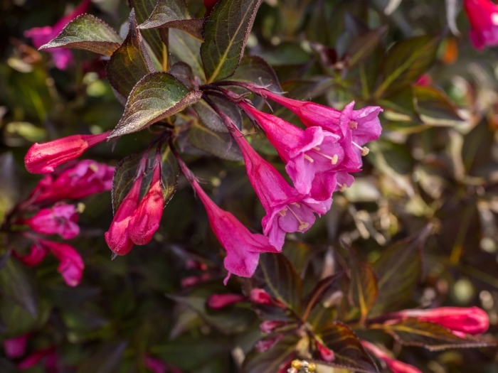 Вегейла цветующая  александра