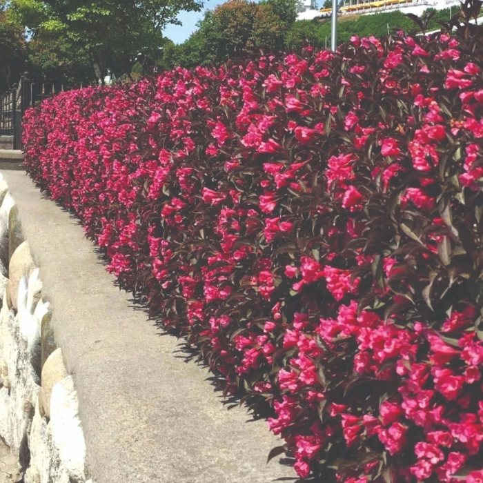 Вейгела цветущая вайн энд розес александра