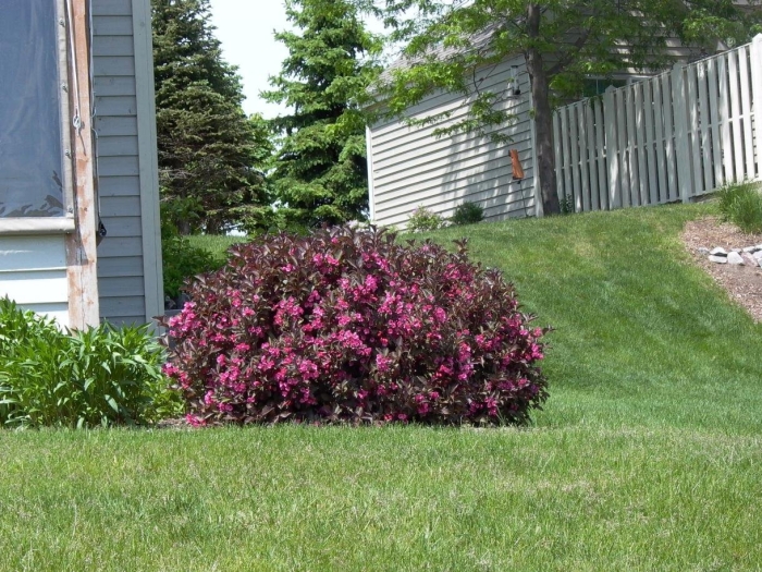 Вейгела цветущая пурпуреа