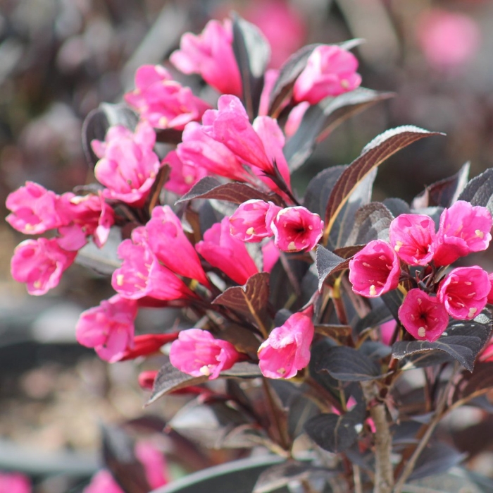 Вейгела цветущая alexandra