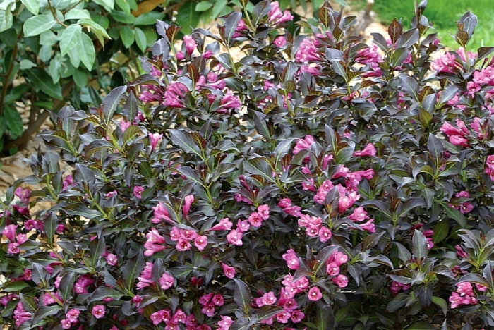Вейгела цветущая виктория