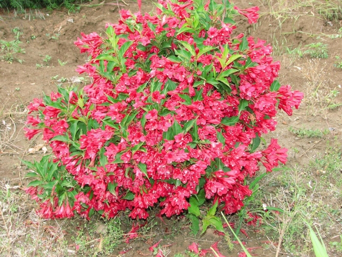 Вейгела ред принц