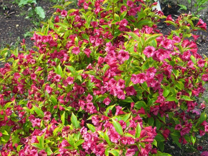 Вейгела биг лав