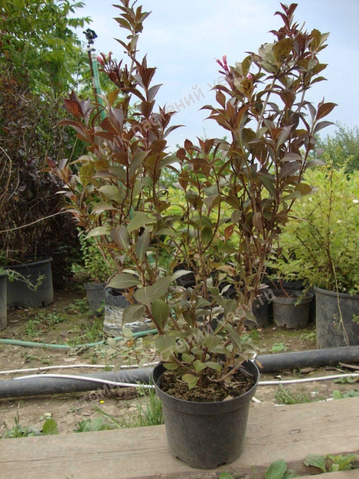 Пузыреплодник калинолистный здеховице