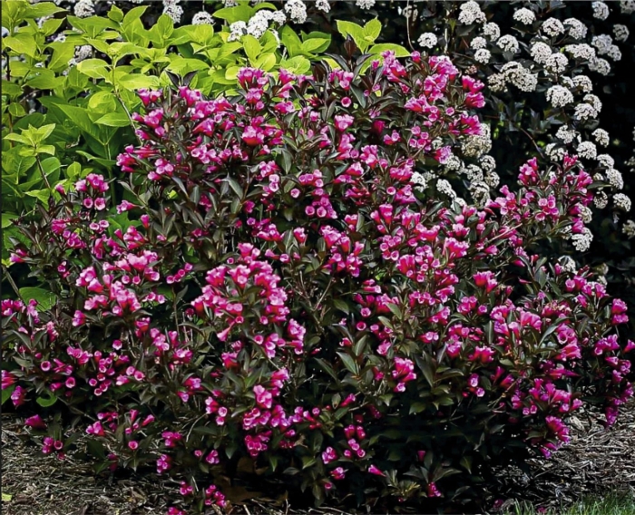 Вейгела цветущая нана пурпуреа