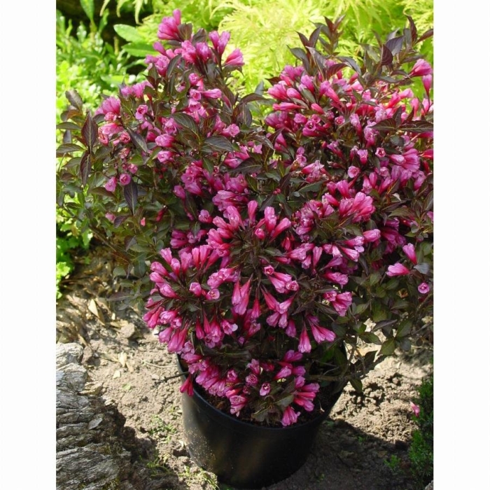 Вейгела флорида виктория