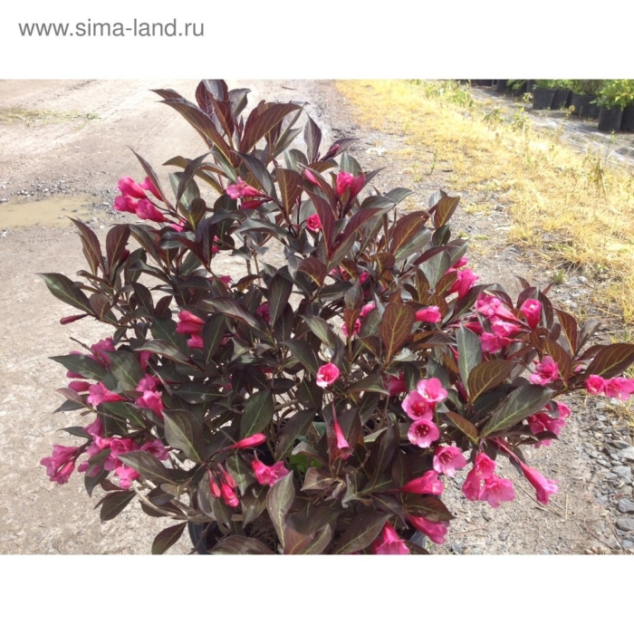 Вейгела цветущая александра