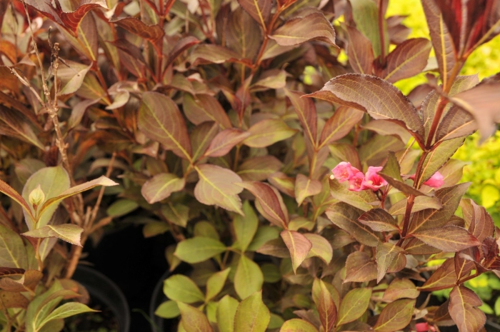 Вейгела минор блэк