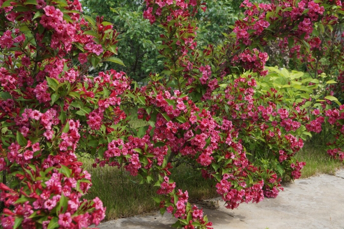 Вейгела мулен руж