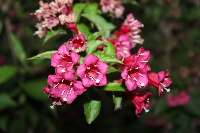 Вейгела praecox