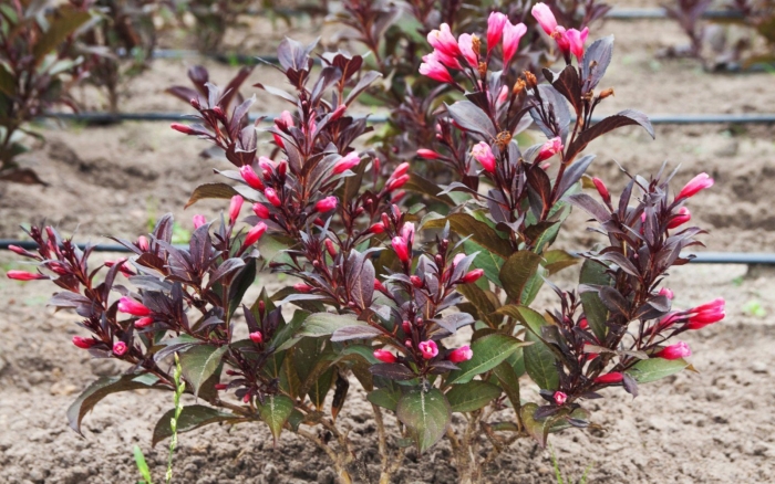 Вейгела кустарник