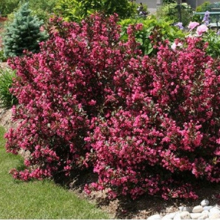 Вейгела цветущая 'purpurea'