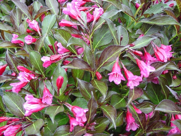 Вейгела цветущая александра