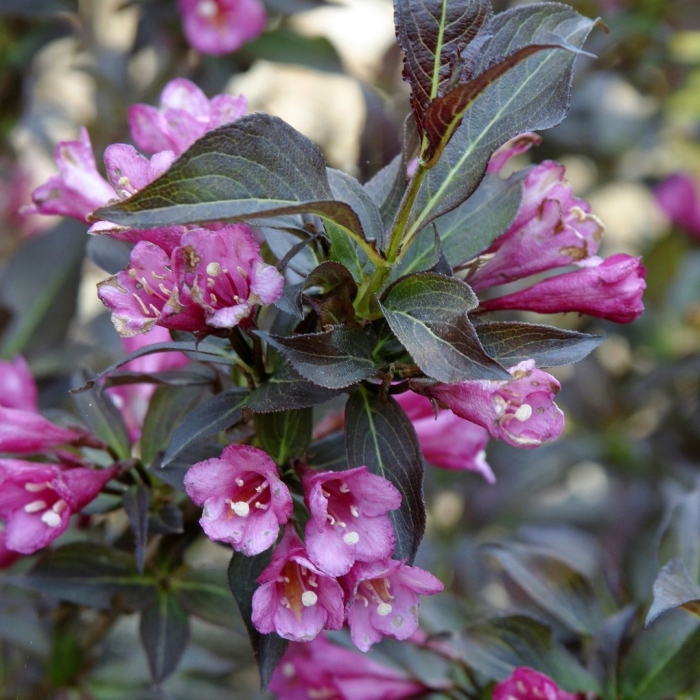 Вейгела цветущая нана