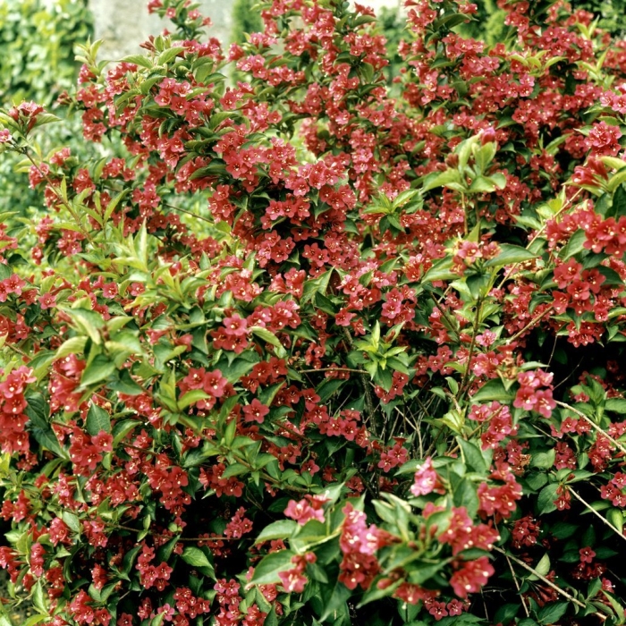 Вейгела кустарник краснолистная