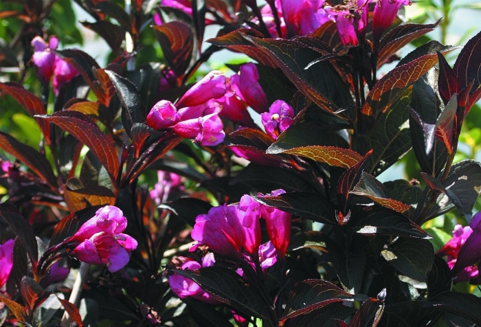 Вейгела краснолистная