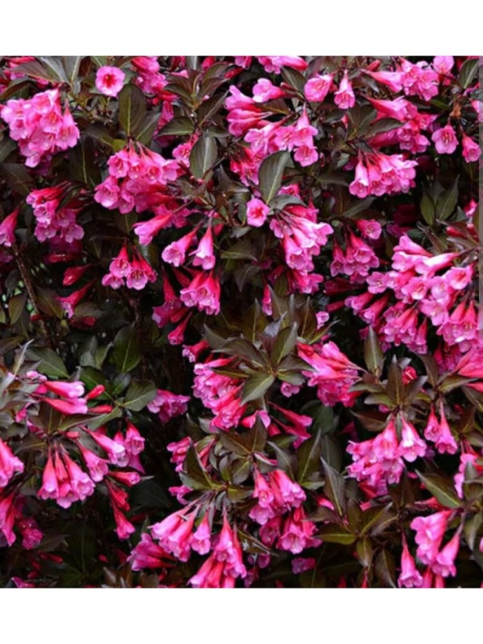 Вейгела кустарник александра