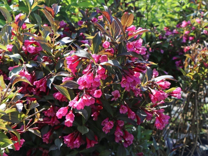Вейгела цветущая бригелла