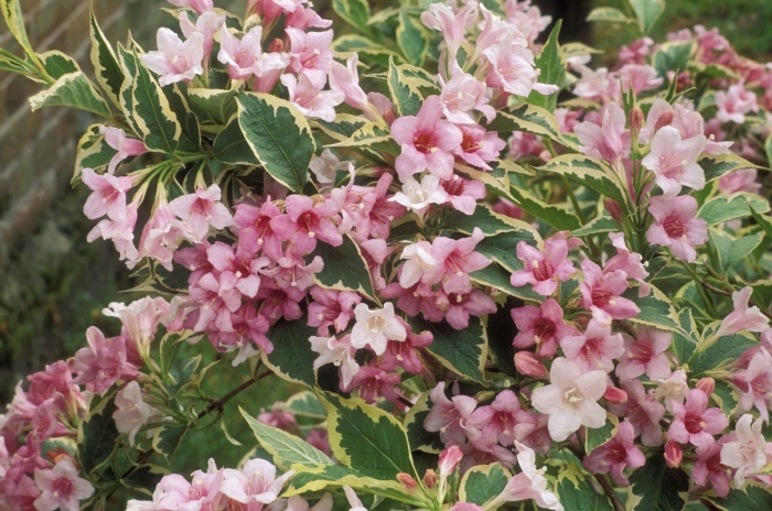 Вейгела флорида вариегата