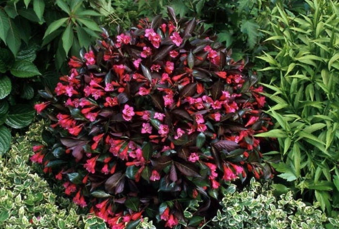 Вейгела наоми кэмпбелл