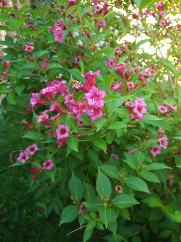 Вейгела цветущая rosea