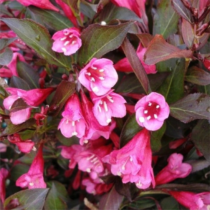 Вейгела цветущая александра