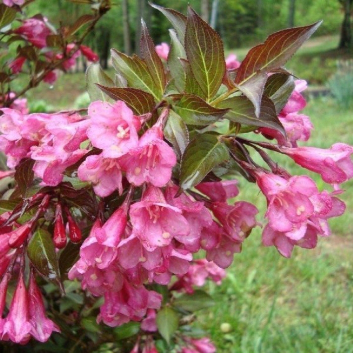 Кустарник вейгела