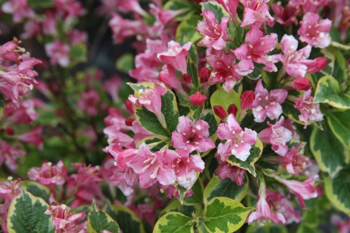 Вейгела костериана вариегата