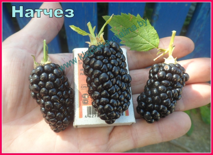 Ежевика натчез (росяника)
