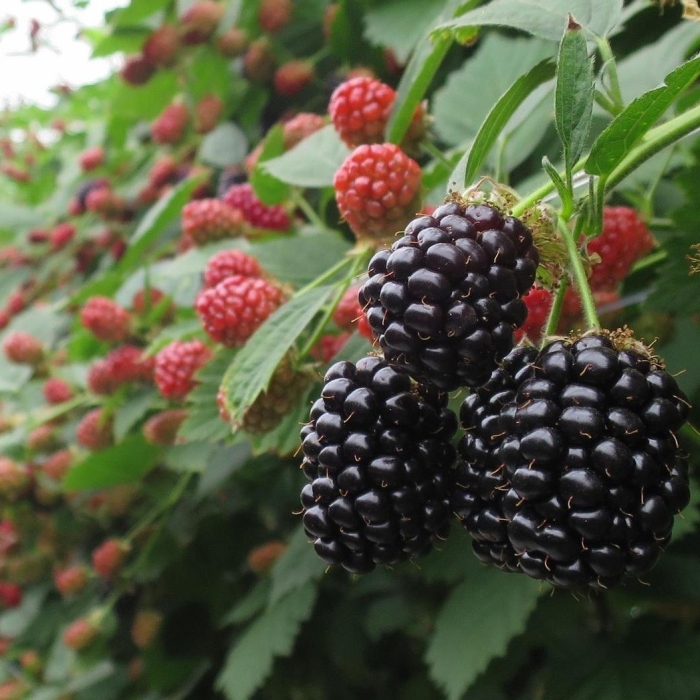 Ежевика осейдж (с2)