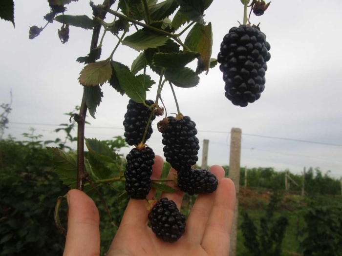 Ежевика бесшипная