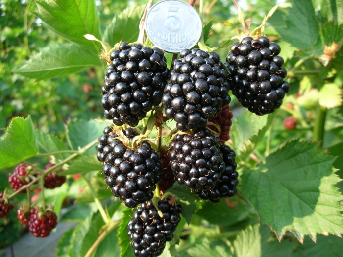 Ежевика блэк мэджик