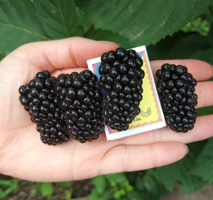 Ежевика блэк джем