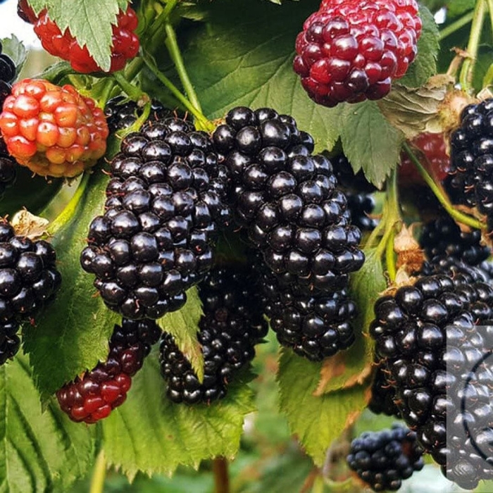 Саженцы ежевика релевант