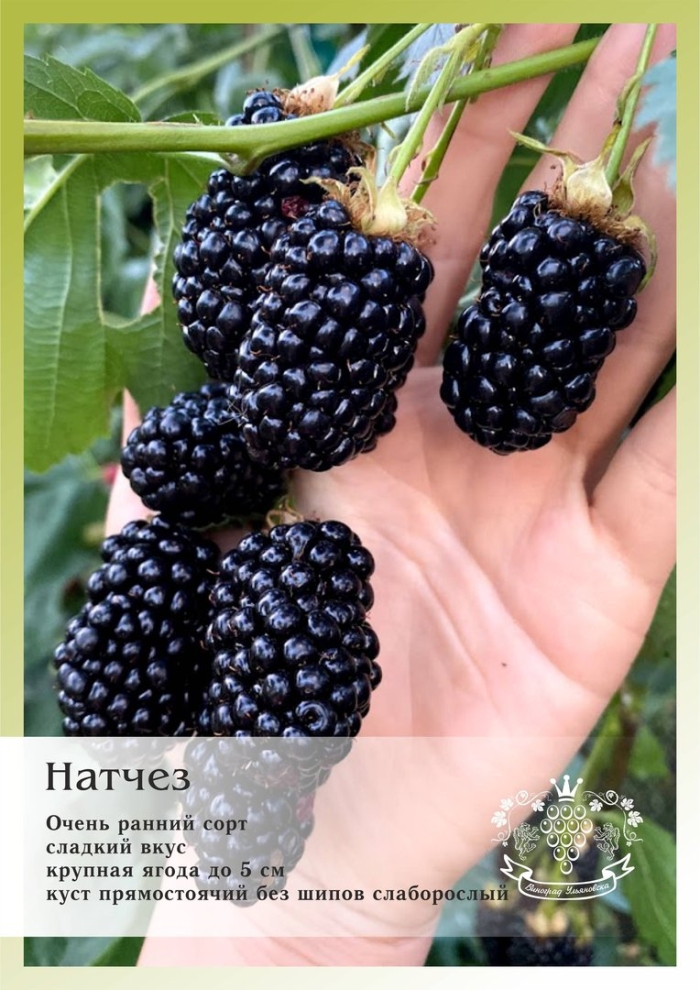 Ежевика сорта