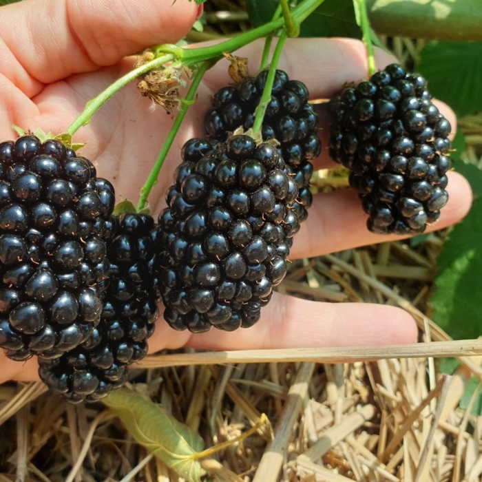 Ежевика натчез