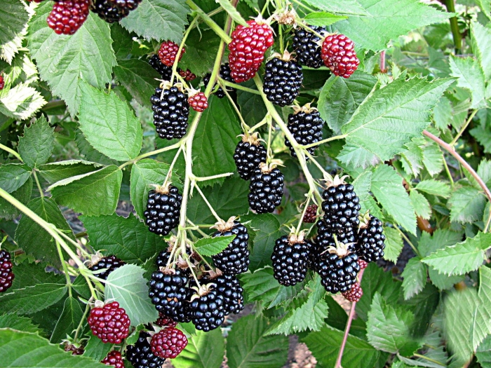 Ежевика садовая куст