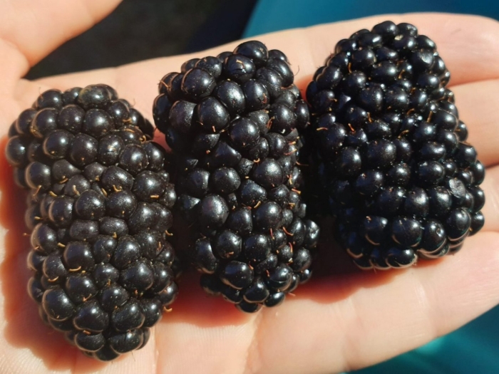 Ежевика чачанска бестрна