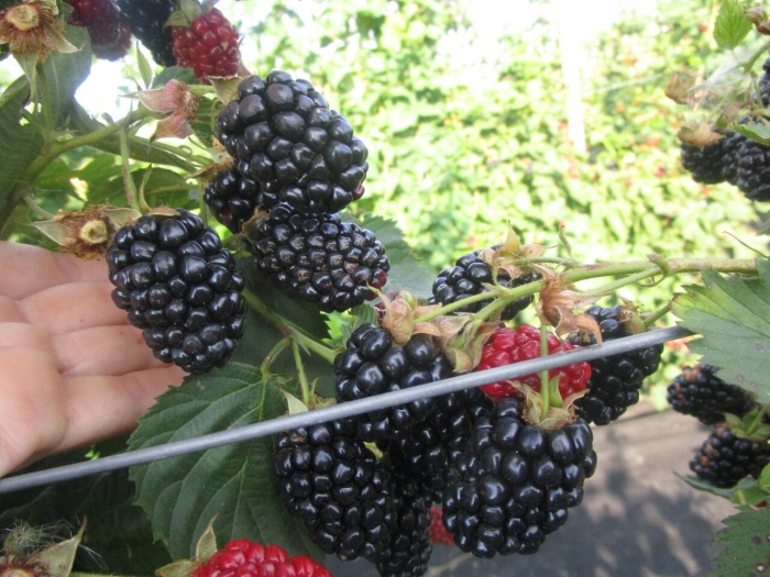 Ежевика блэк натчез