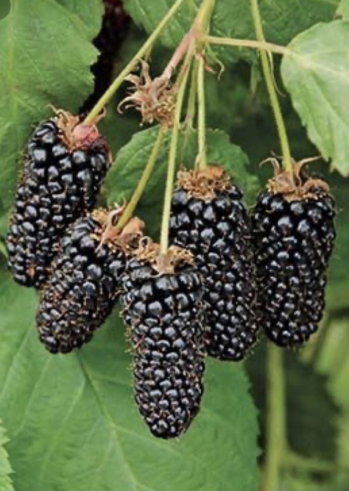 Ежевика коламбия гигант