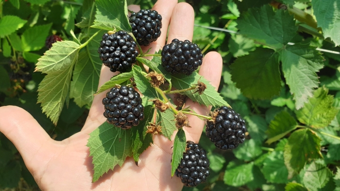 Ежевика бесшипная блэк сатин