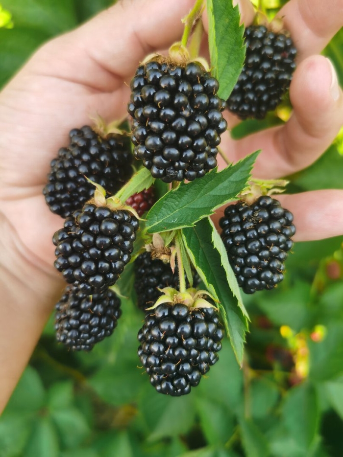 Ежевика сорт торнфри