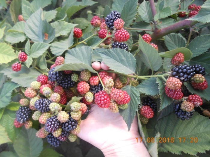 Ежевика прайм ян