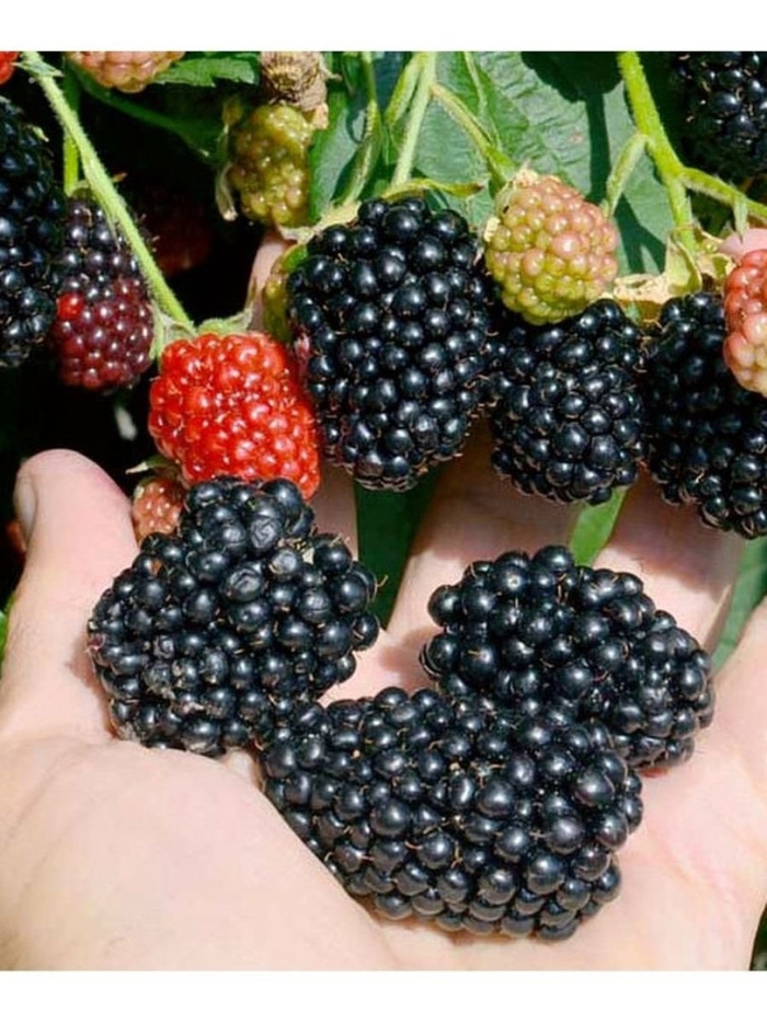 Ежевика прайм арк фридом