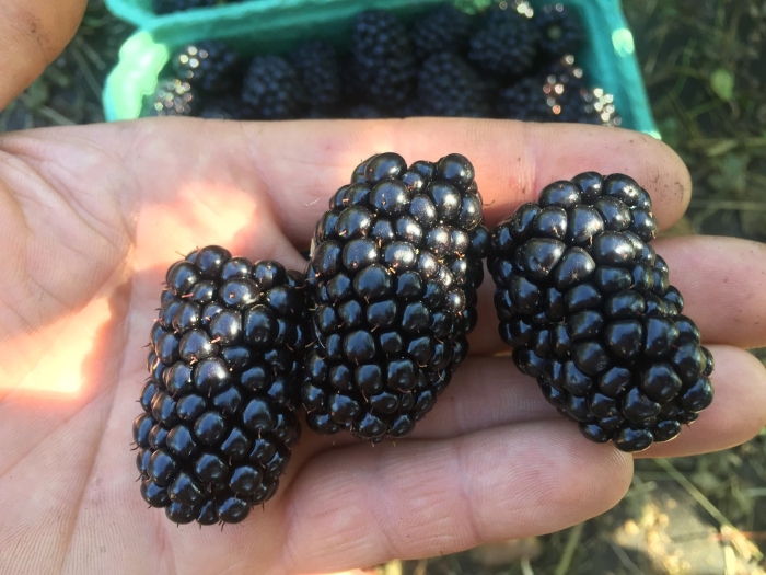 Сорт ежевики киова